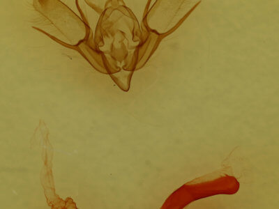 genitalia view of adult Euxoa costata