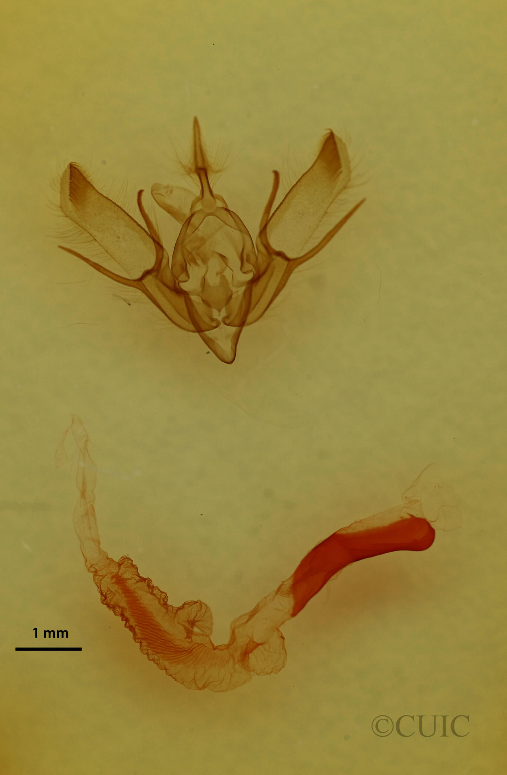 genitalia view of adult Euxoa costata