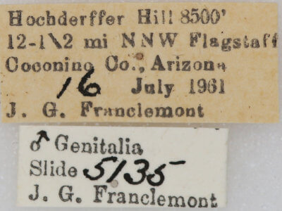 label view of adult Euxoa redimicula