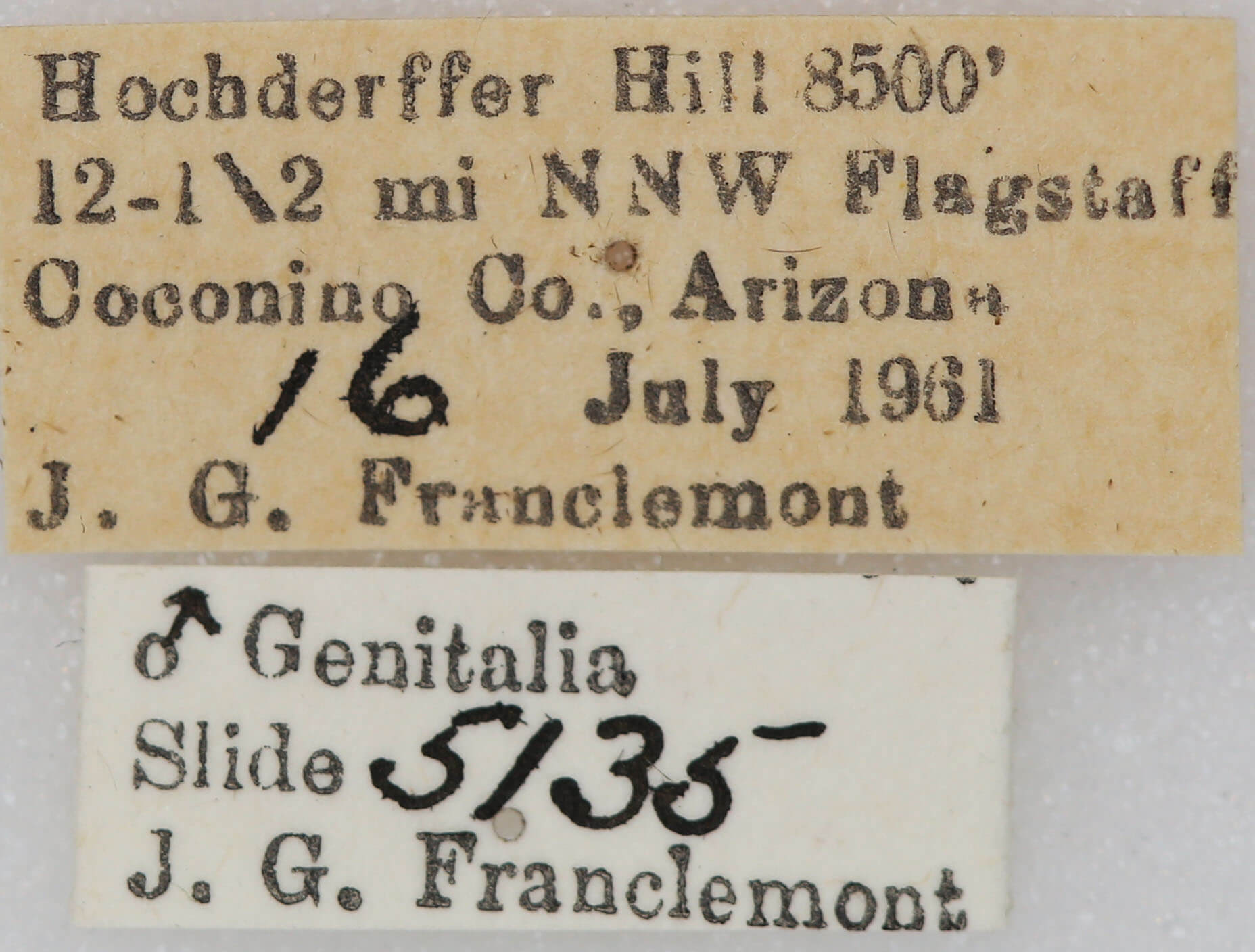 label view of adult Euxoa redimicula