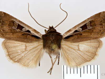 dorsal view of adult Euxoa costata