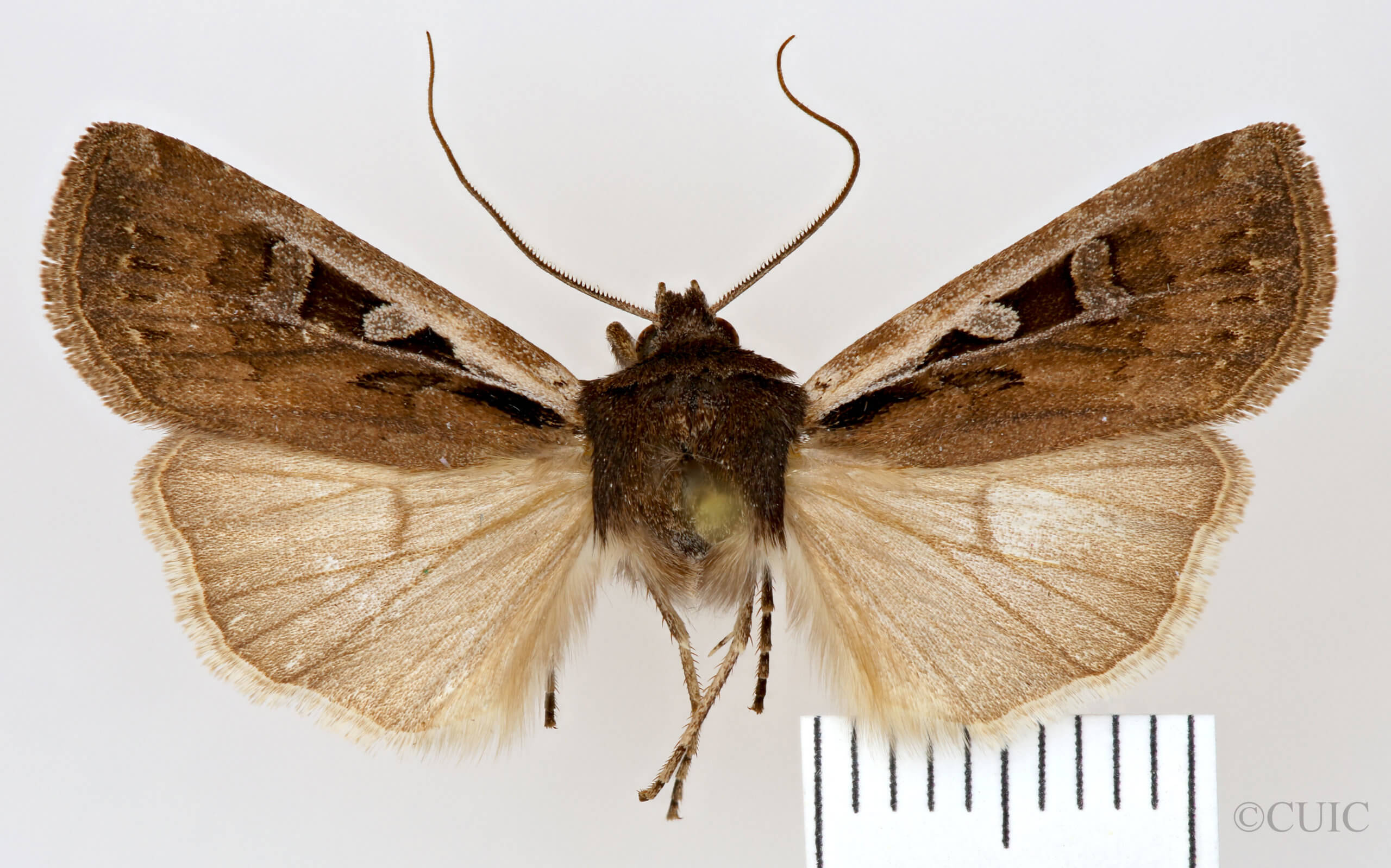 dorsal view of adult Euxoa costata