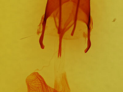 genitalia view of adult Euxoa costata