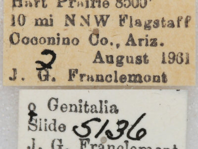 label view of adult Euxoa costata