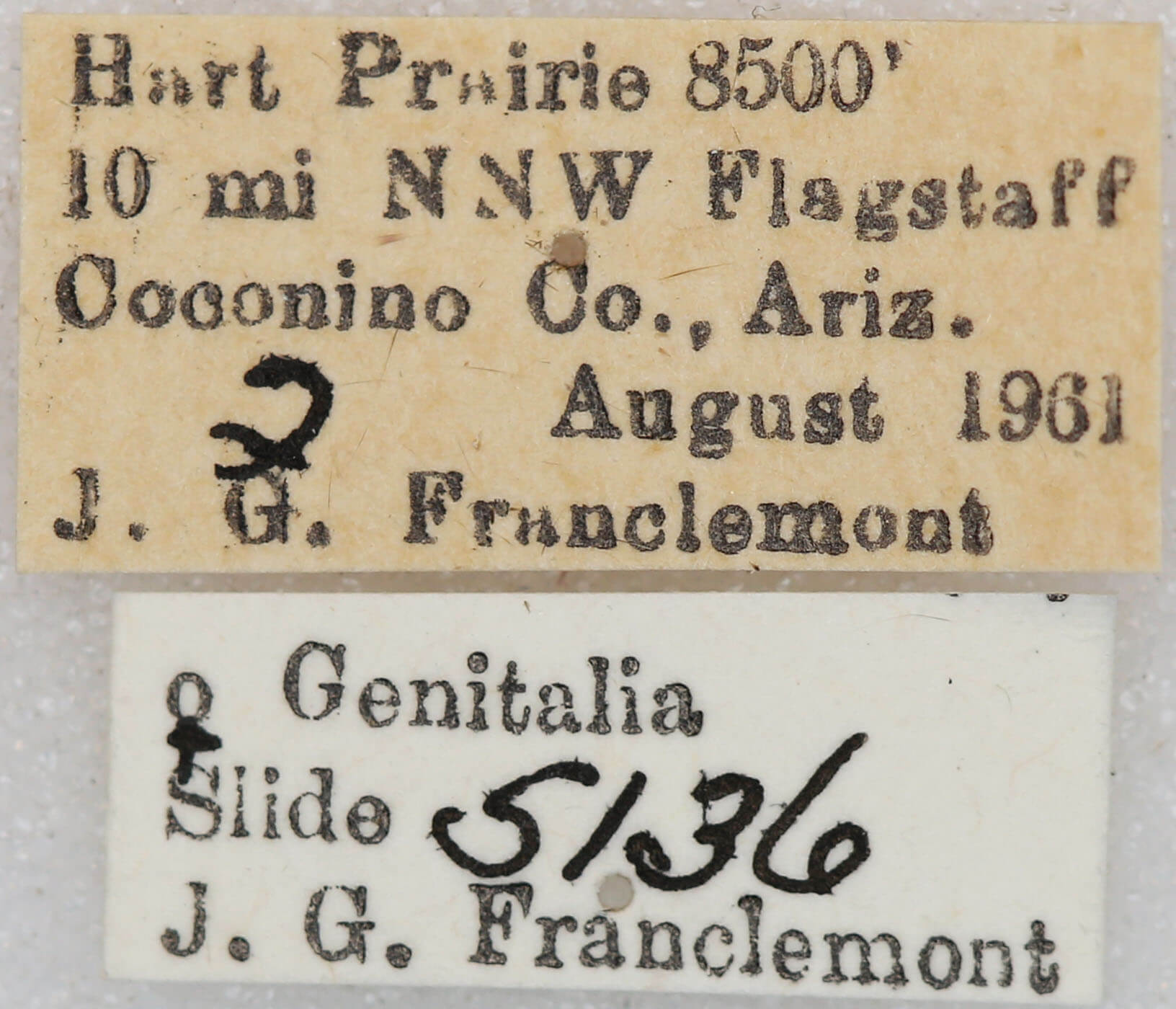 label view of adult Euxoa costata