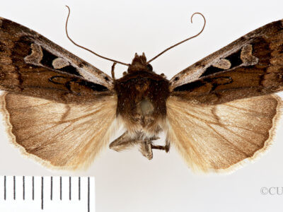 dorsal view of adult Euxoa costata