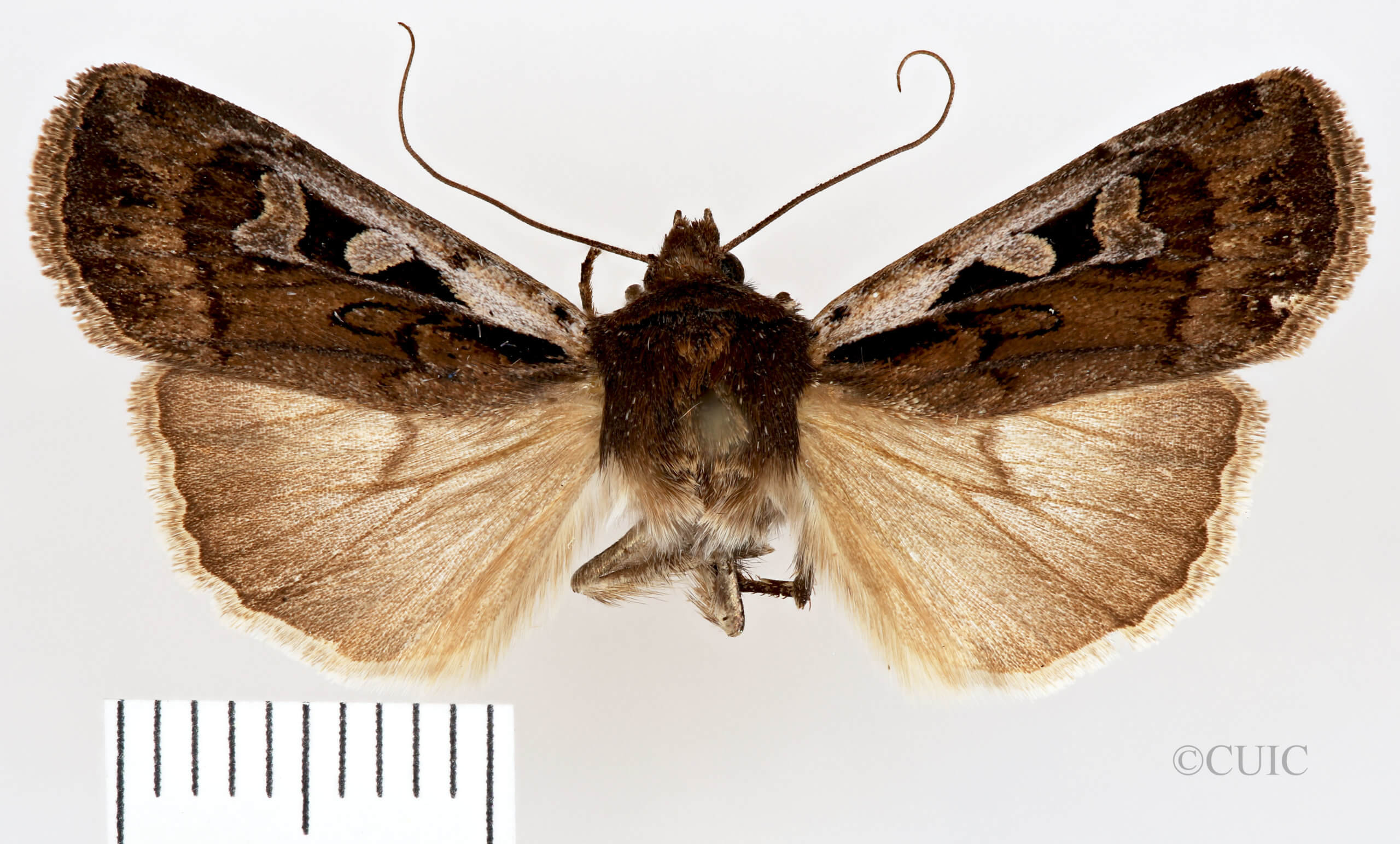 dorsal view of adult Euxoa costata