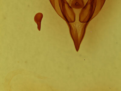 genitalia view of adult Euxoa inconcinna