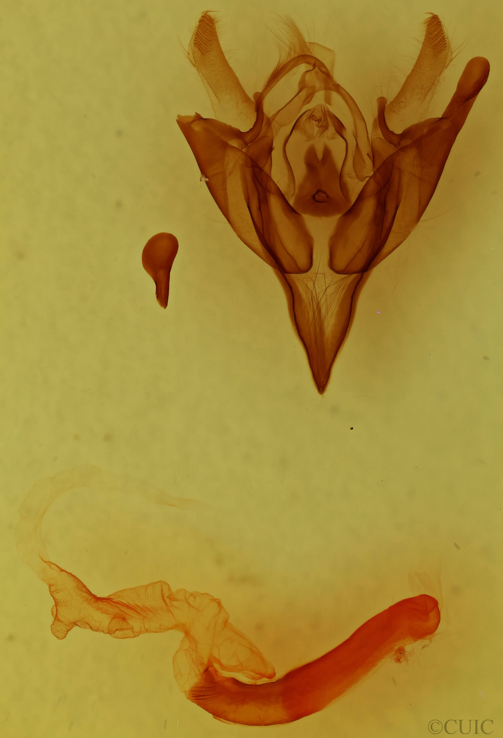 genitalia view of adult Euxoa inconcinna