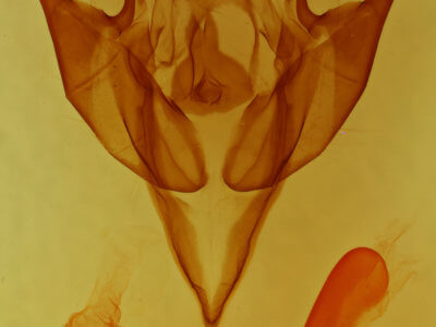 genitalia view of adult Euxoa inconcinna
