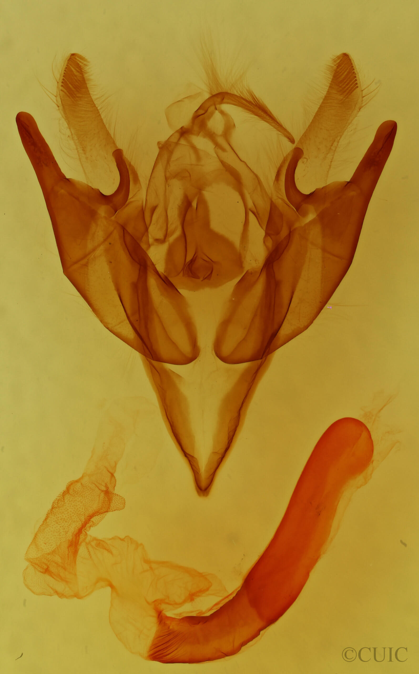 genitalia view of adult Euxoa inconcinna