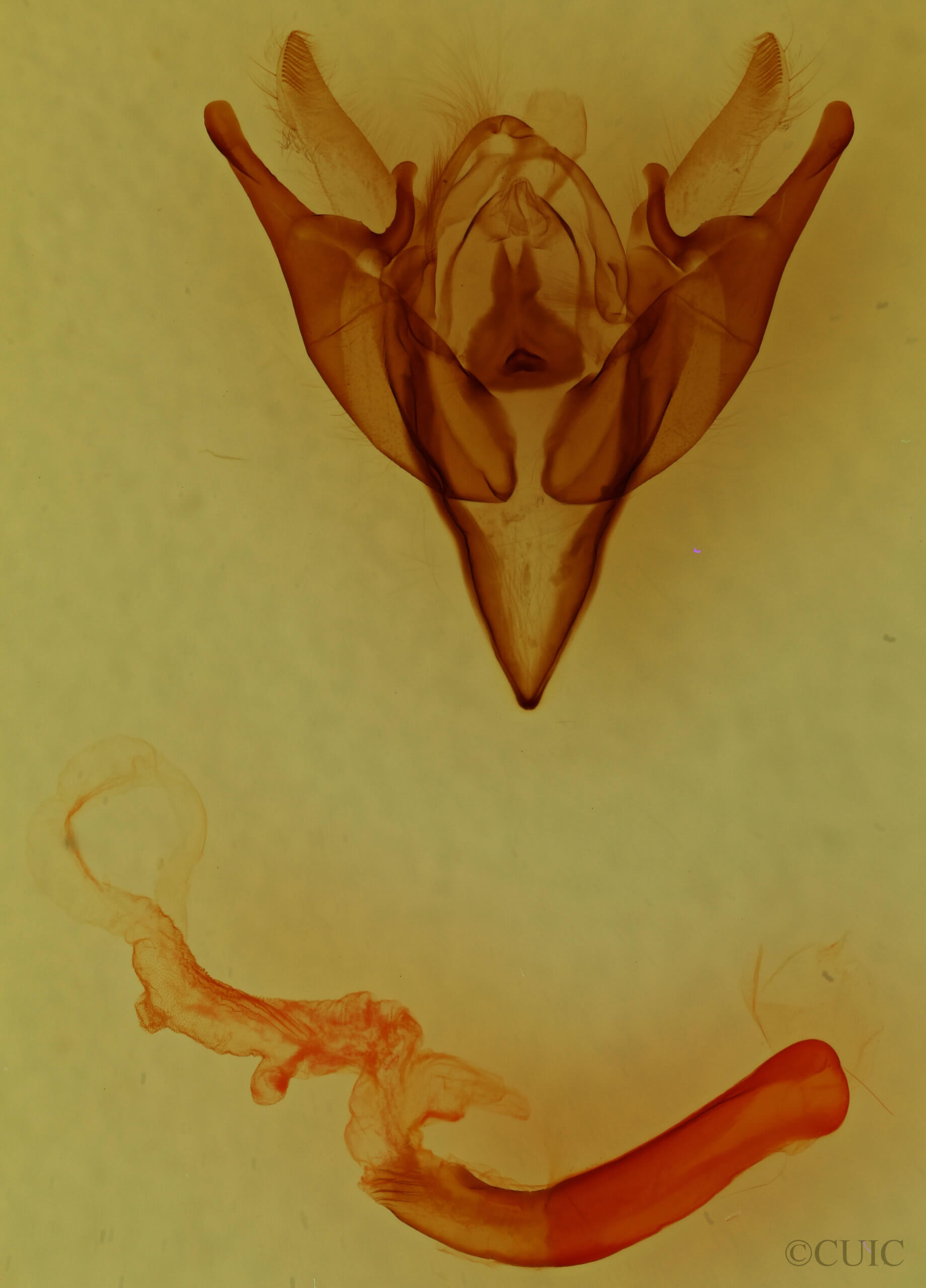 genitalia view of adult Euxoa inconcinna