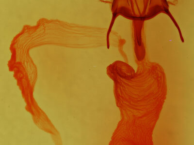 genitalia view of adult Euxoa inconcinna