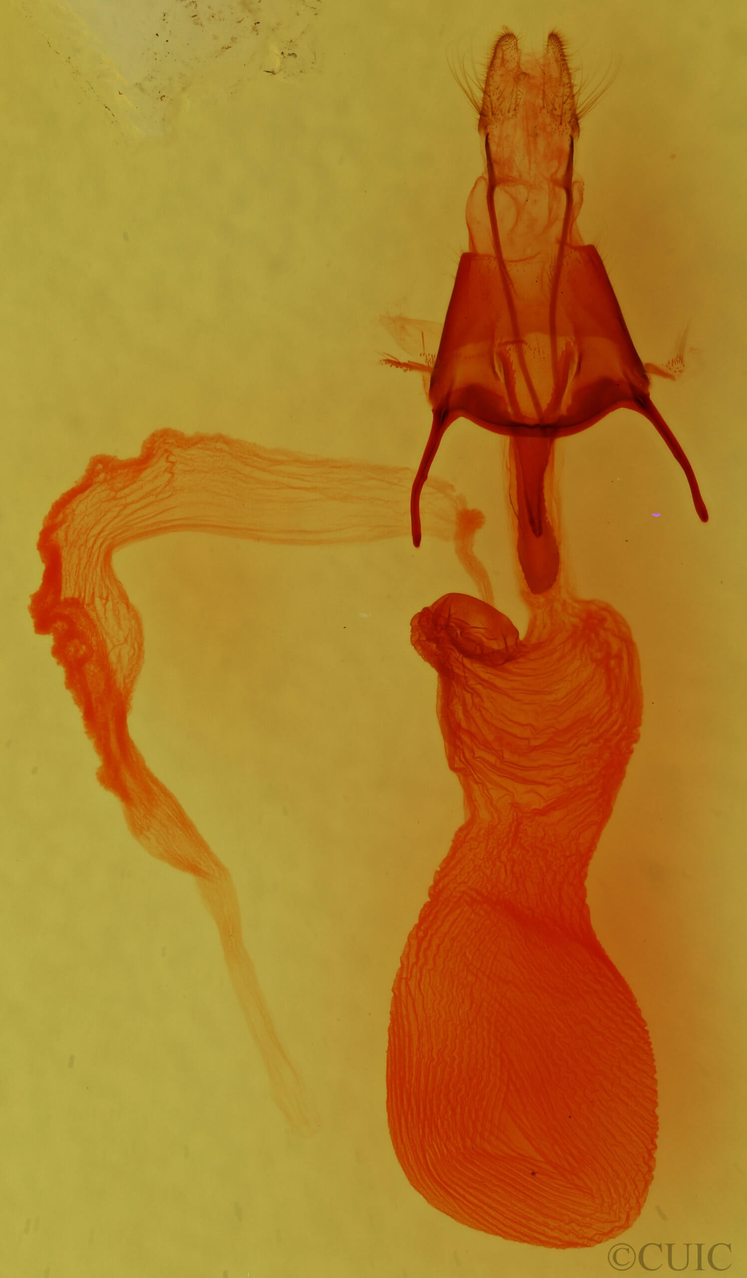 genitalia view of adult Euxoa inconcinna