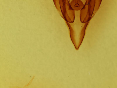 genitalia view of adult Euxoa inconcinna