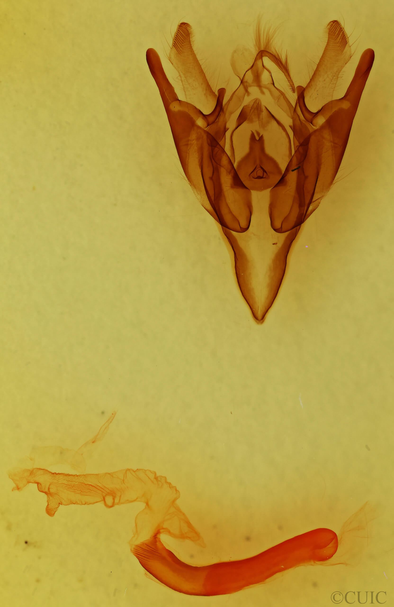 genitalia view of adult Euxoa inconcinna