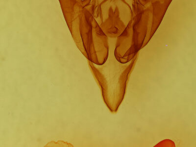 genitalia view of adult Euxoa inconcinna