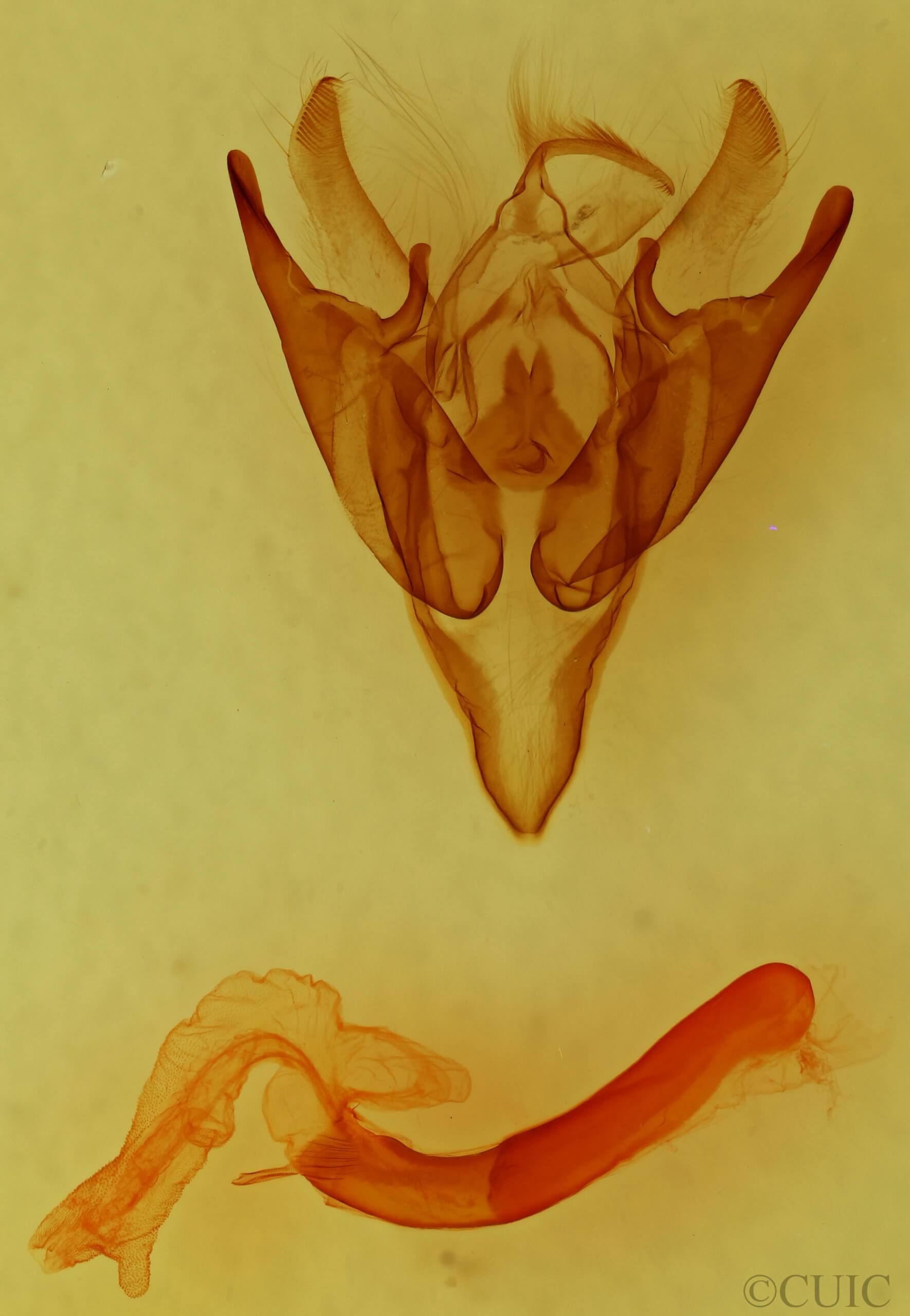 genitalia view of adult Euxoa inconcinna