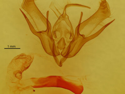 genitalia view of adult Euxoa obeliscoides