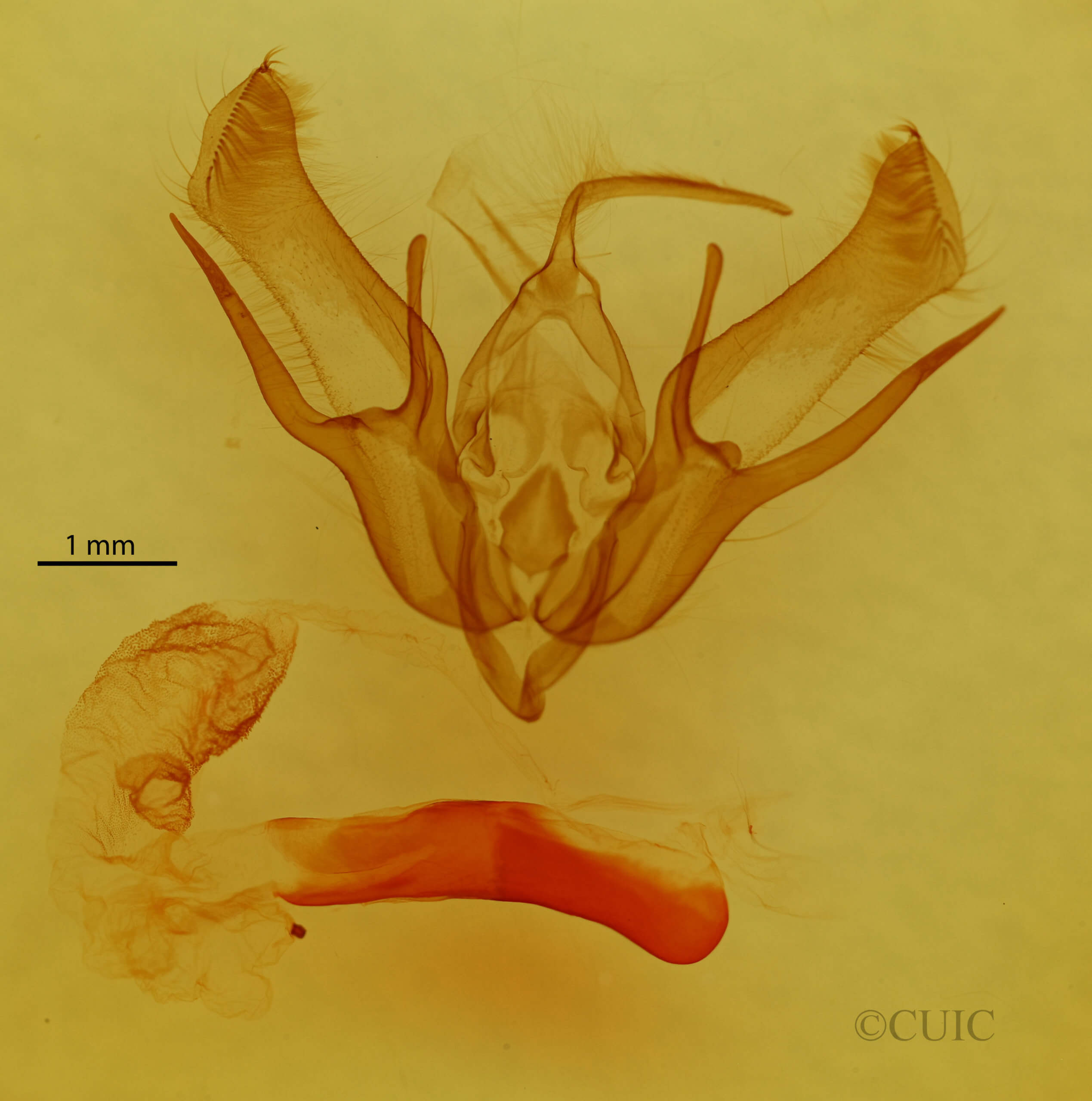 genitalia view of adult Euxoa obeliscoides