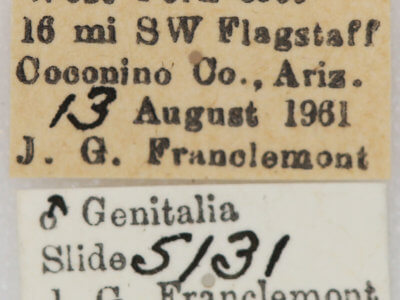 label view of adult Euxoa obeliscoides