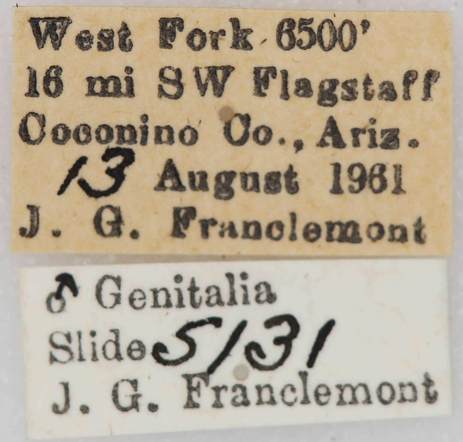 label view of adult Euxoa obeliscoides