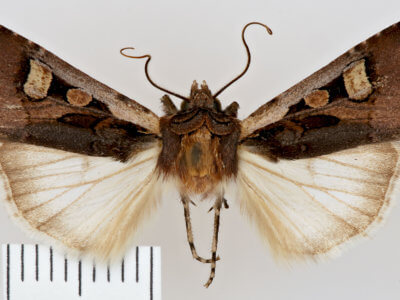 dorsal view of adult Euxoa obeliscoides