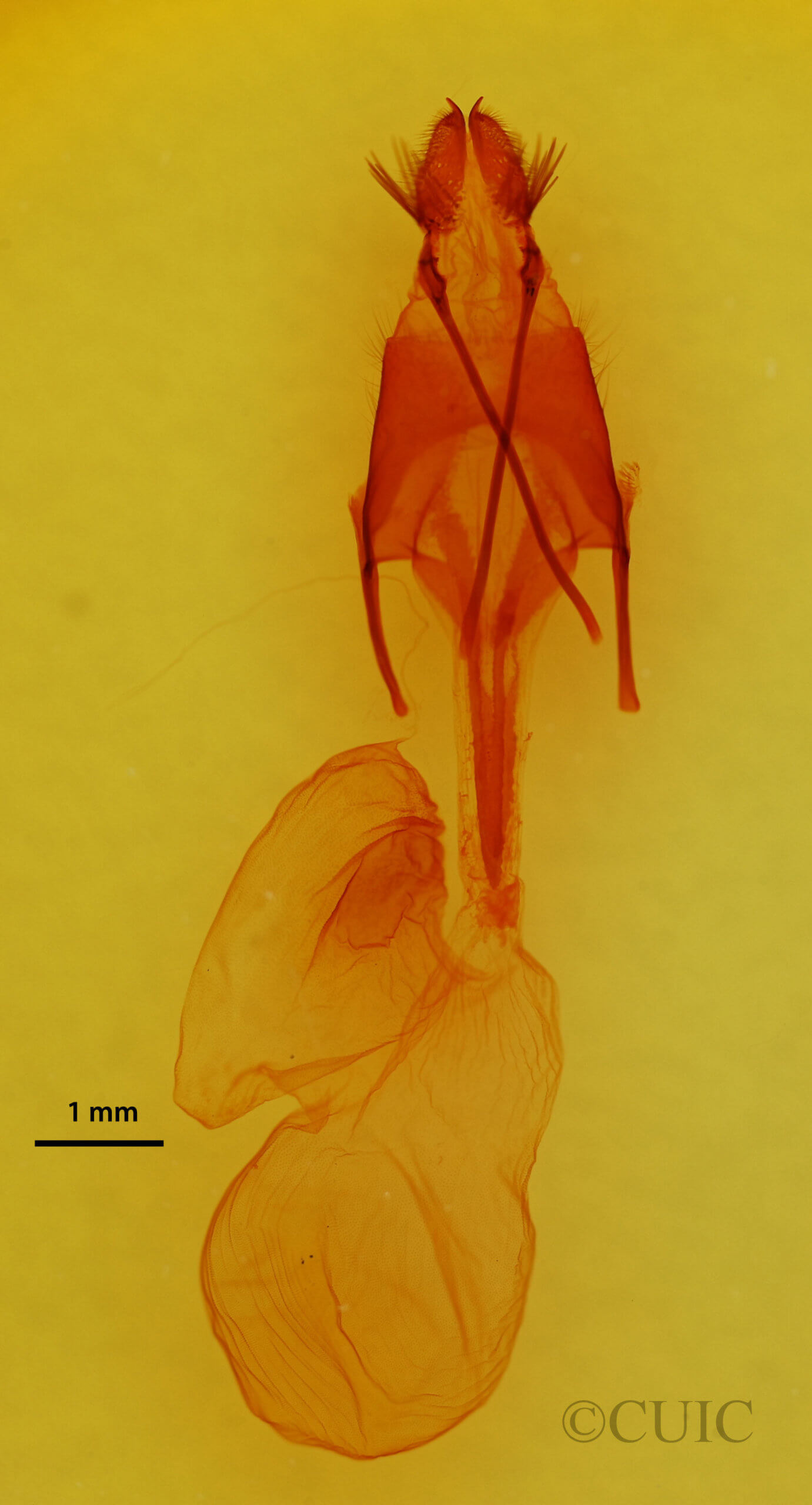 genitalia view of adult Euxoa obeliscoides