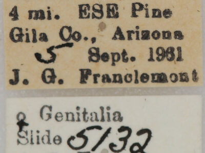 label view of adult Euxoa obeliscoides