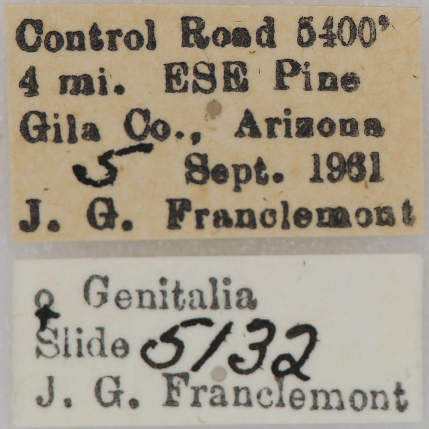 label view of adult Euxoa obeliscoides