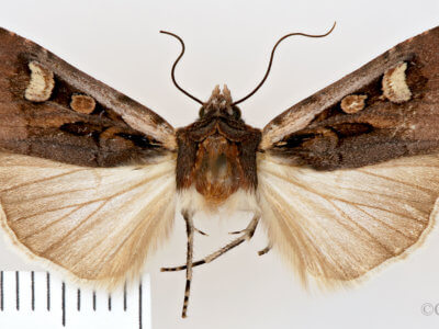 dorsal view of adult Euxoa obeliscoides