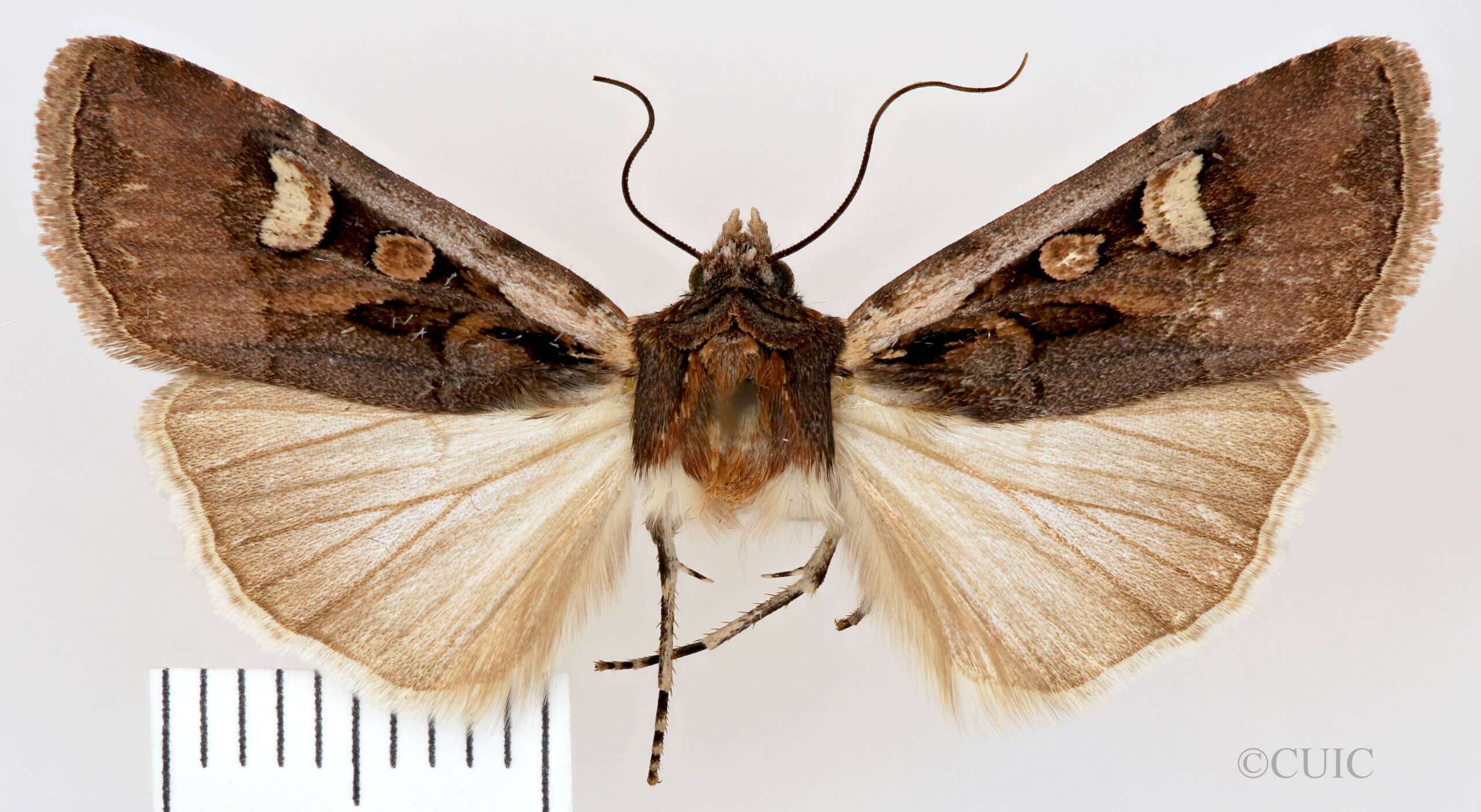 dorsal view of adult Euxoa obeliscoides