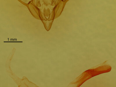 genitalia view of adult Euxoa redimicula