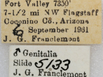 label view of adult Euxoa redimicula