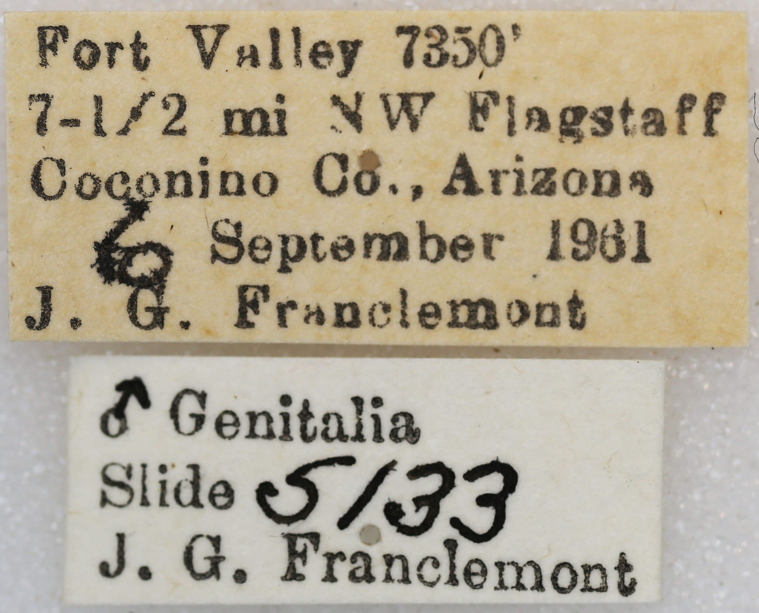 label view of adult Euxoa redimicula