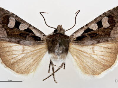 dorsal view of adult Euxoa redimicula