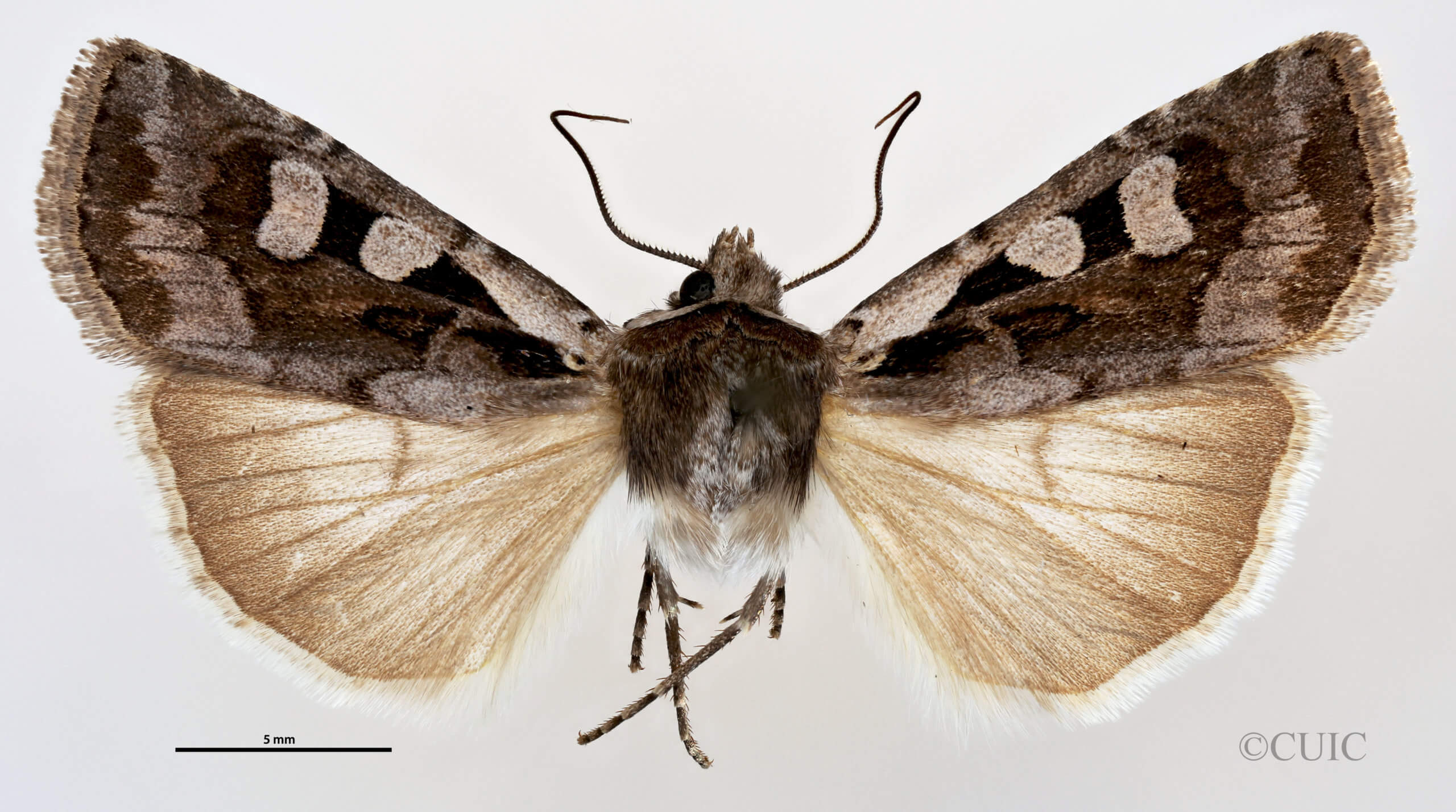 dorsal view of adult Euxoa redimicula