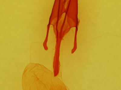 genitalia view of adult Euxoa redimicula