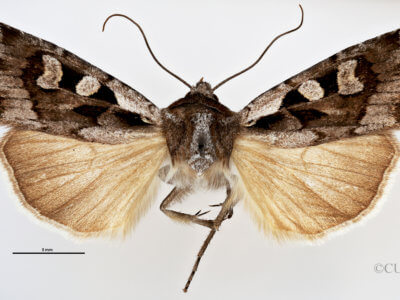 dorsal view of adult Euxoa redimicula