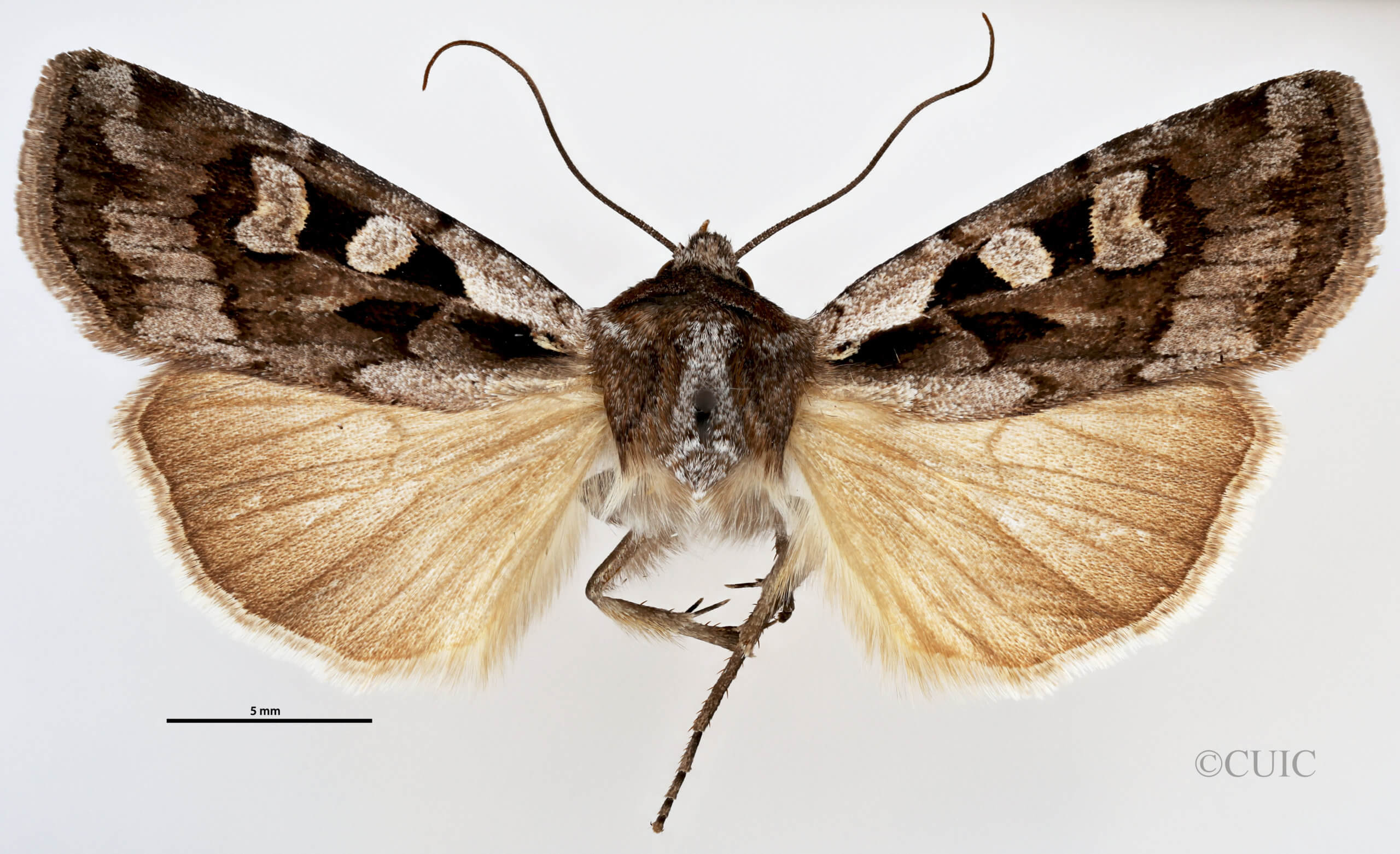 dorsal view of adult Euxoa redimicula