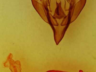 genitalia view of adult Euxoa terrealis