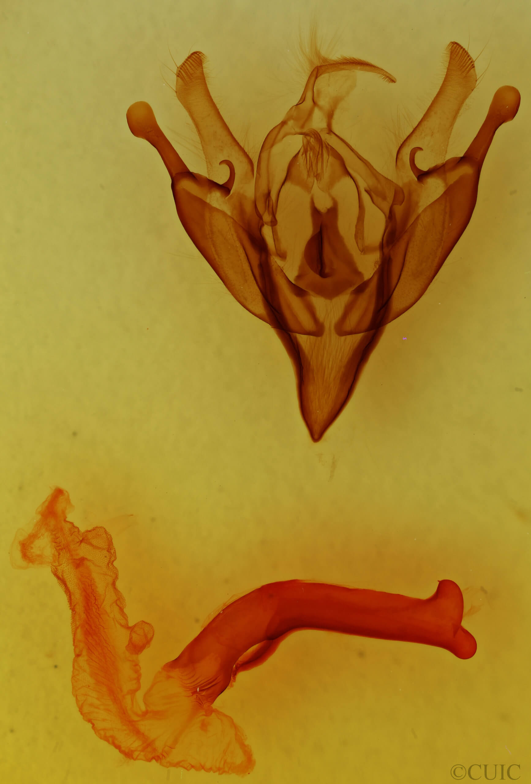 genitalia view of adult Euxoa terrealis