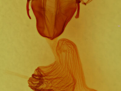 genitalia view of adult Euxoa terrealis