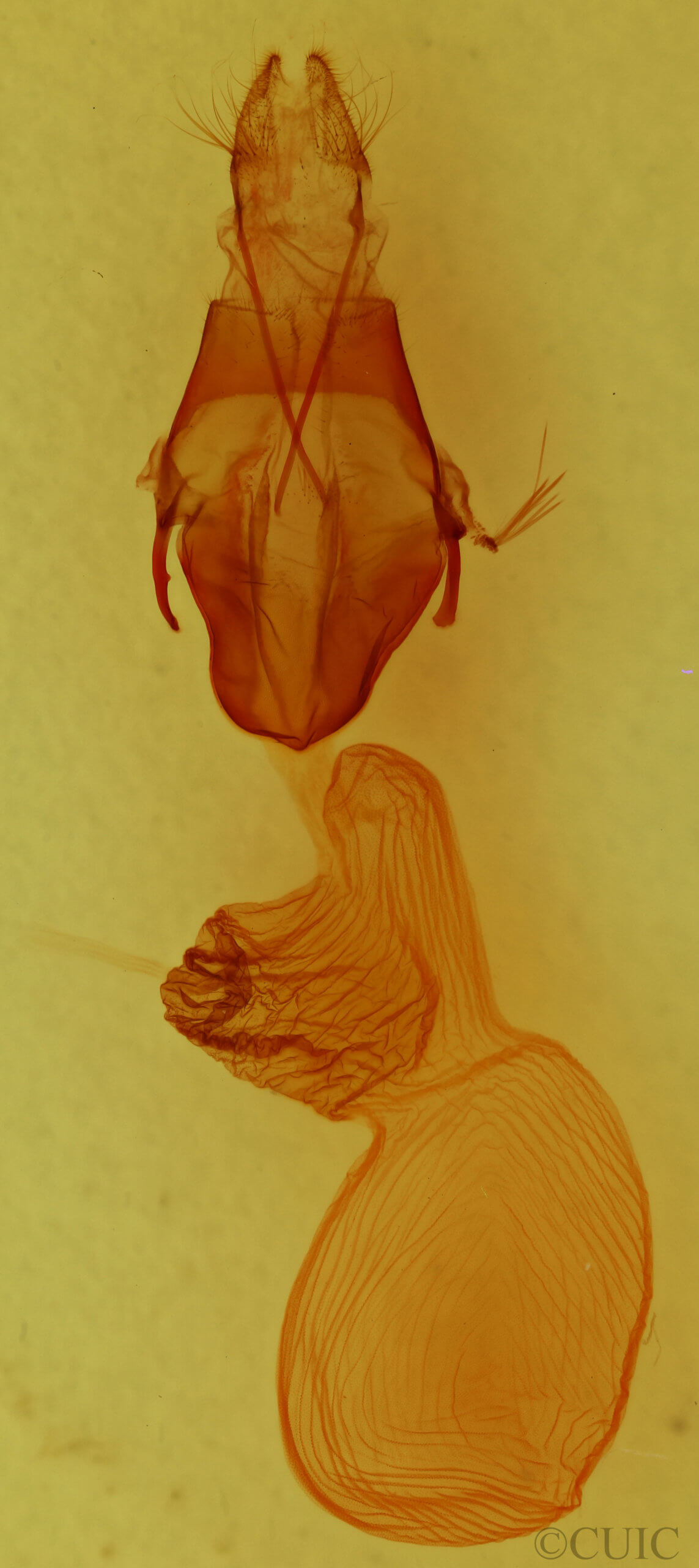 genitalia view of adult Euxoa terrealis
