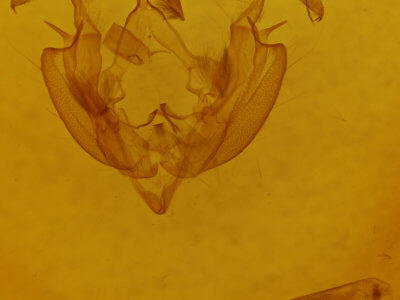 genitalia view of adult Dargida tetera