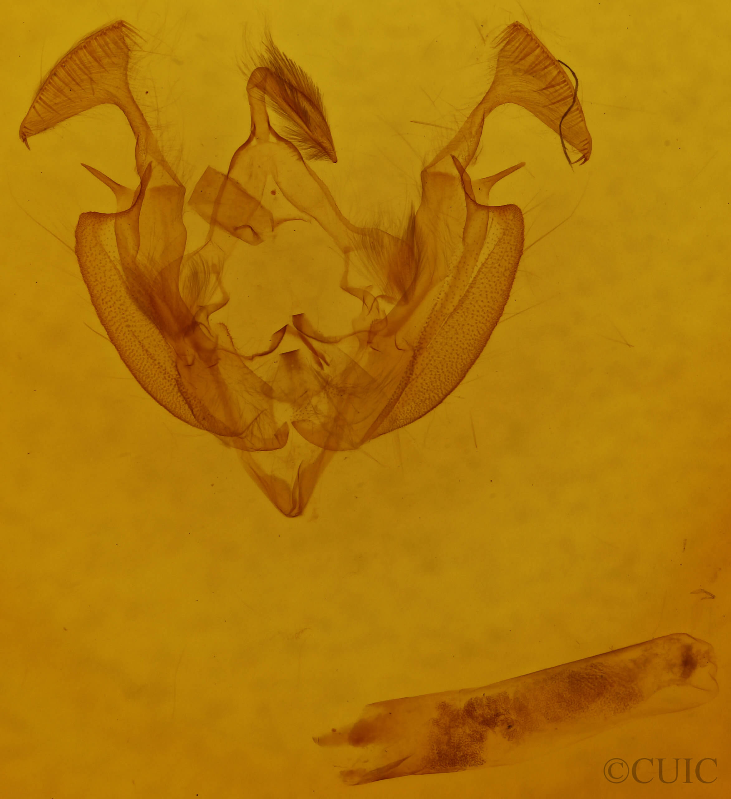 genitalia view of adult Dargida tetera