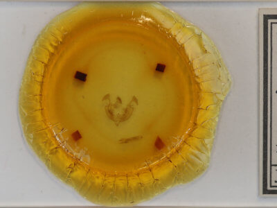 slide view of adult Dargida tetera