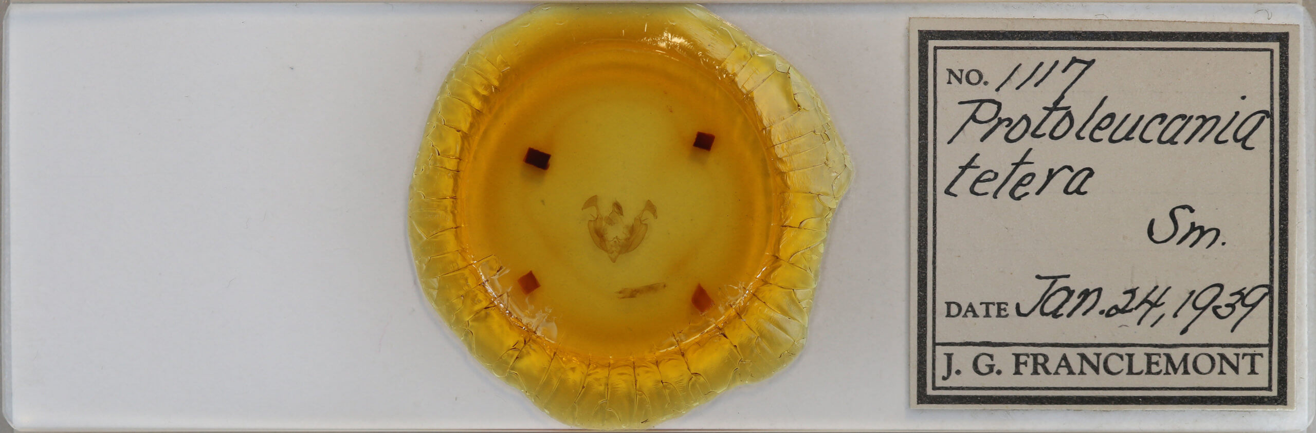 slide view of adult Dargida tetera