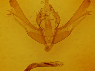 genitalia view of adult Fishia yosemitae?