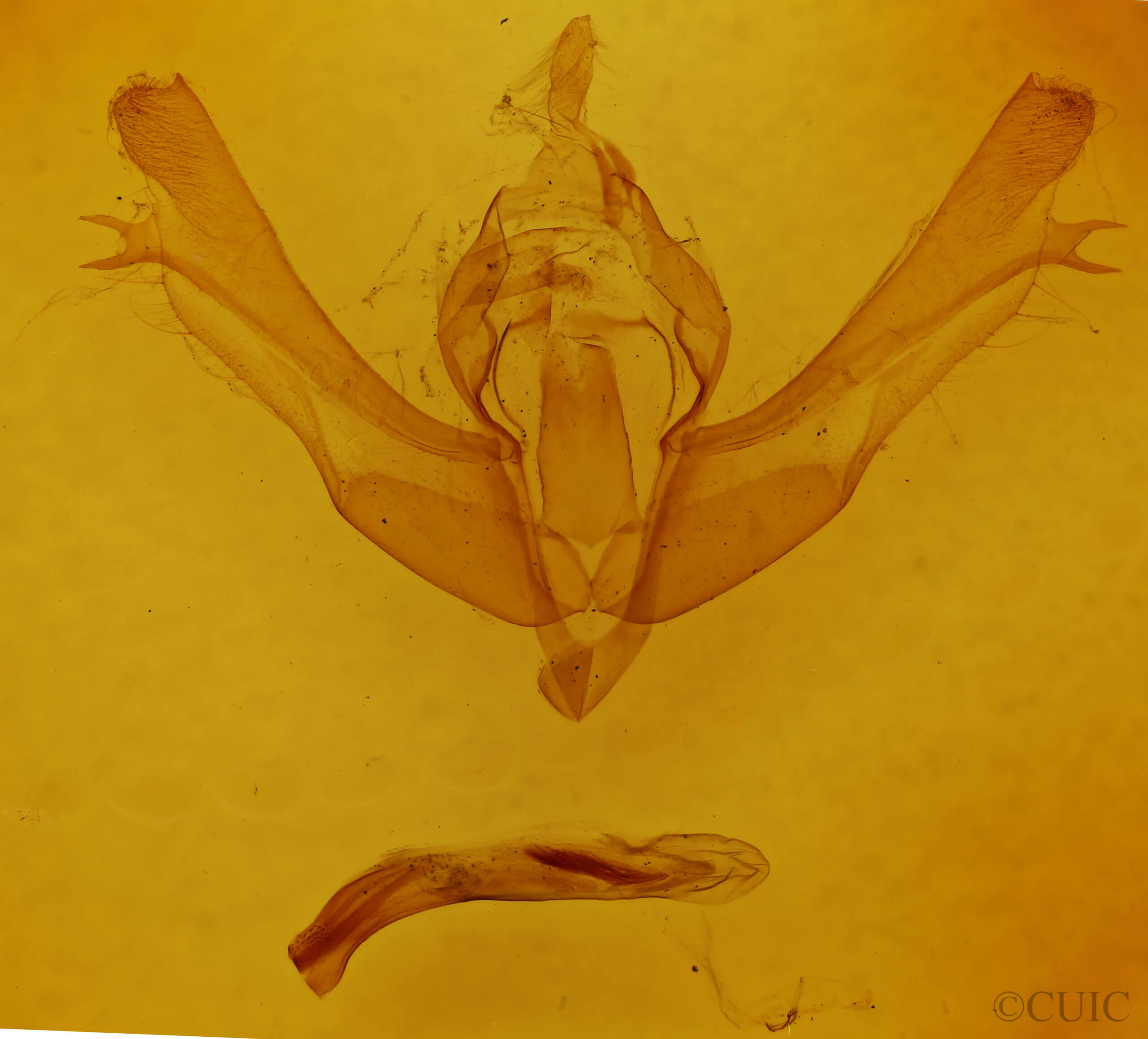 genitalia view of adult Fishia yosemitae?